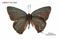 藏品(霧社翠灰蝶)的圖片